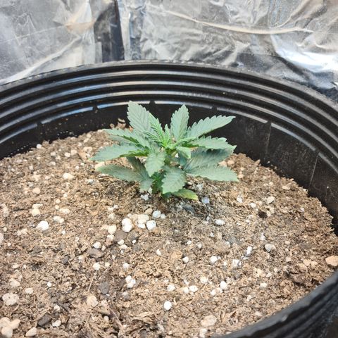 Auto Critical Orange Punch #1 growlog timeline photo