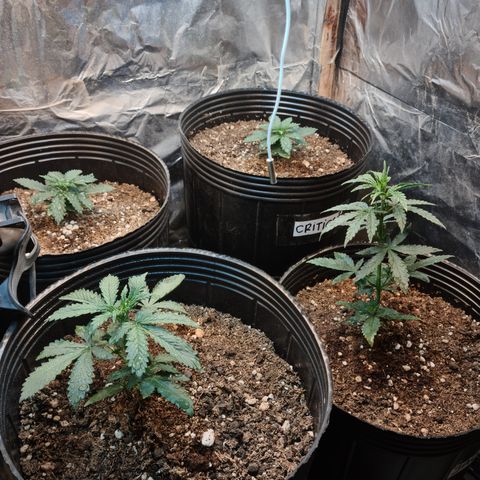 Auto Critical Orange Punch #1 growlog timeline photo