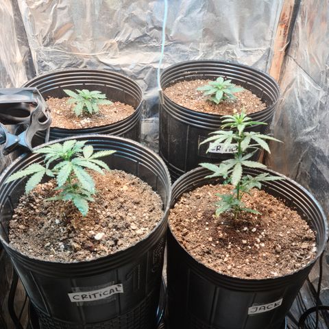 Auto Critical Orange Punch #1 growlog timeline photo
