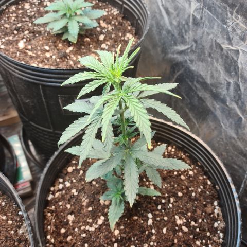 Auto Jack Herer growlog timeline photo