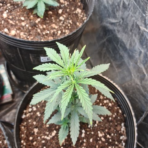 Auto Jack Herer growlog timeline photo