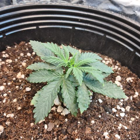 Auto Critical Orange Punch #1 growlog timeline photo