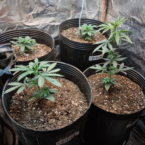 Auto Critical Orange Punch #1 growlog timeline photo