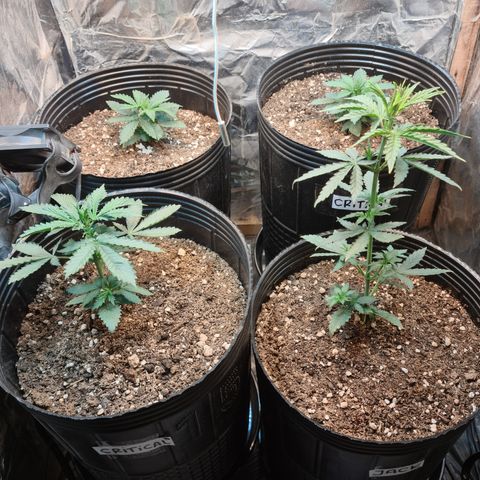 Auto Critical Orange Punch #1 growlog timeline photo