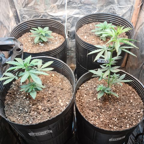 Auto Critical Orange Punch #1 growlog timeline photo
