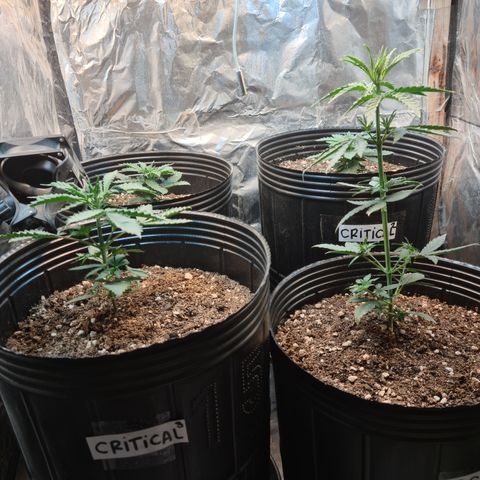 Auto Critical Orange Punch #1 growlog timeline photo