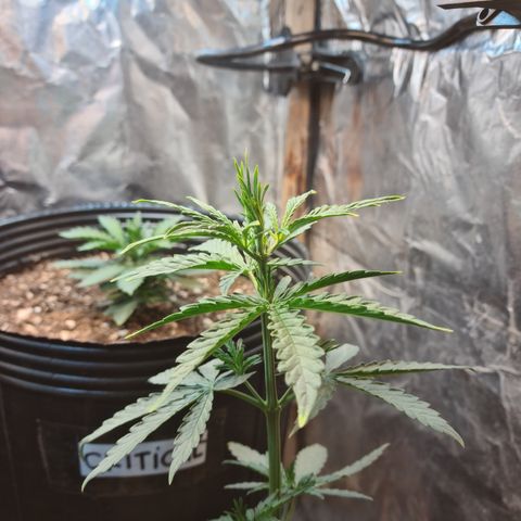 Auto Jack Herer growlog photo: Primero pistilos