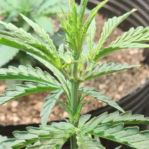 Auto Jack Herer growlog timeline photo
