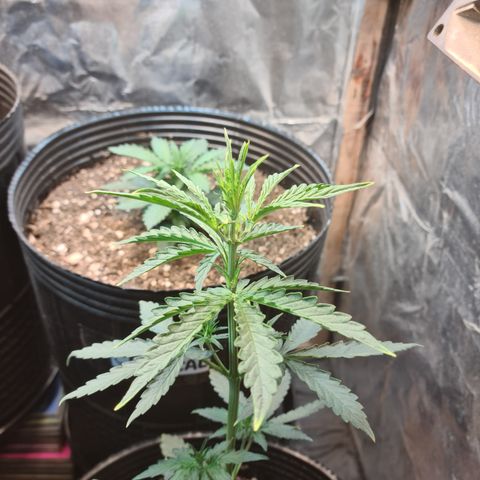 Auto Jack Herer growlog timeline photo