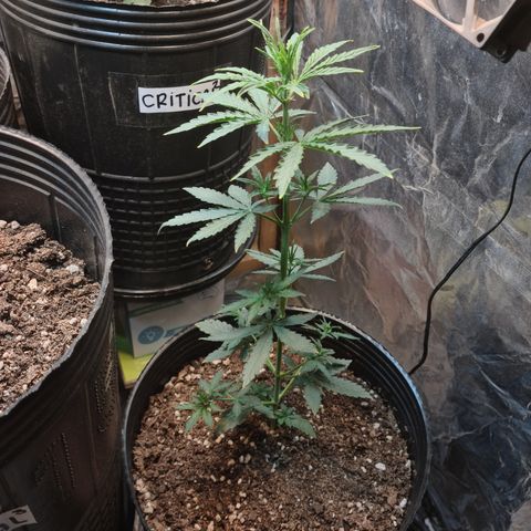 Auto Jack Herer growlog timeline photo
