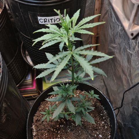 Auto Jack Herer growlog timeline photo