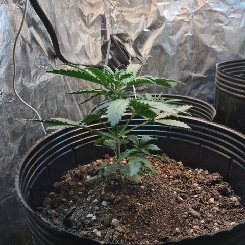 Auto Critical Orange Punch #3 growlog timeline photo