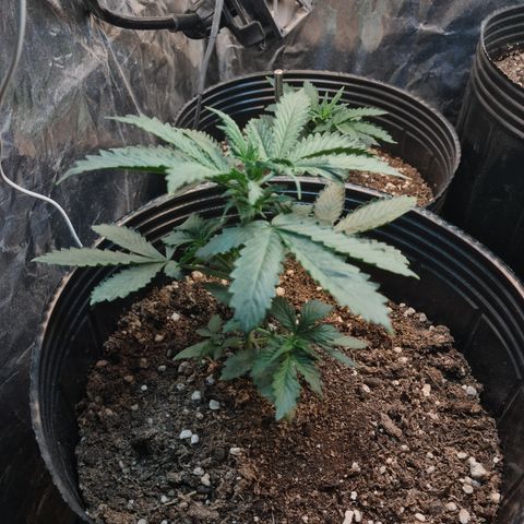 Auto Critical Orange Punch #3 growlog timeline photo