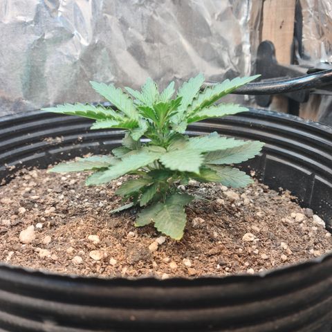 Auto Critical Orange Punch #2 growlog timeline photo