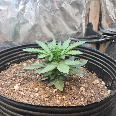 Auto Critical Orange Punch #2 growlog timeline photo