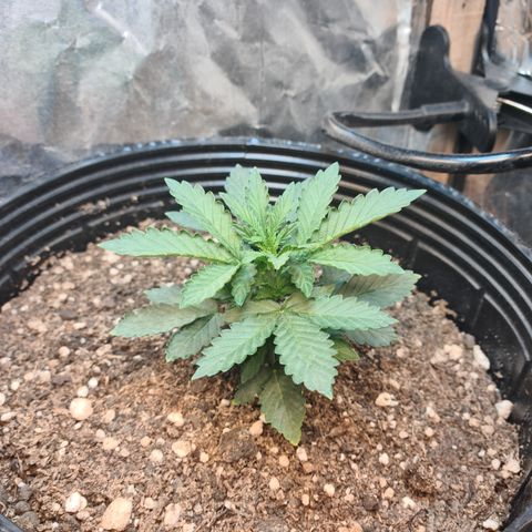 Auto Critical Orange Punch #2 growlog timeline photo