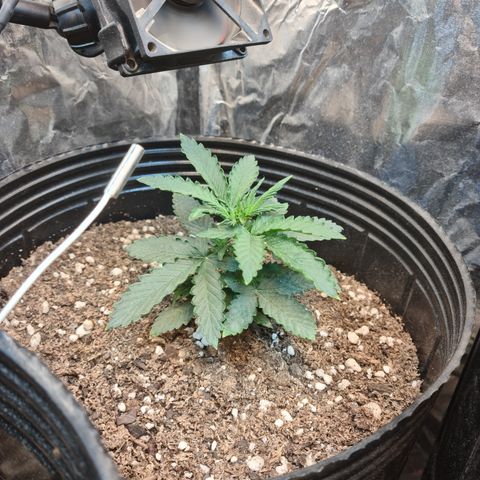 Auto Critical Orange Punch #1 growlog timeline photo