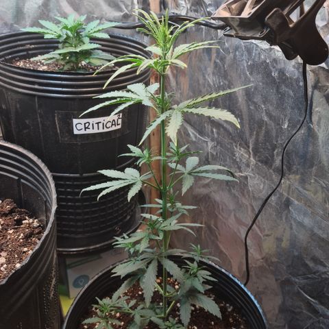 Auto Jack Herer growlog timeline photo