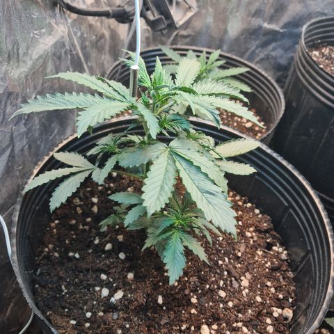 Auto Critical Orange Punch #3 growlog timeline photo