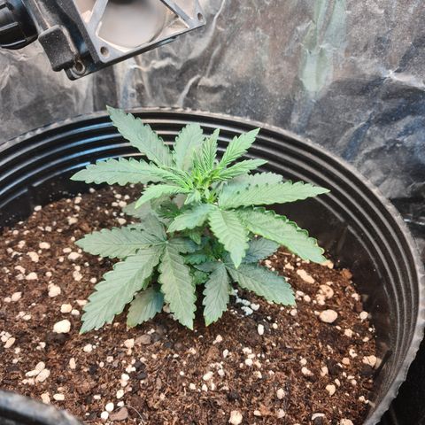 Auto Critical Orange Punch #1 growlog timeline photo