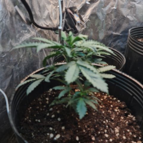 Auto Critical Orange Punch #3 growlog timeline photo