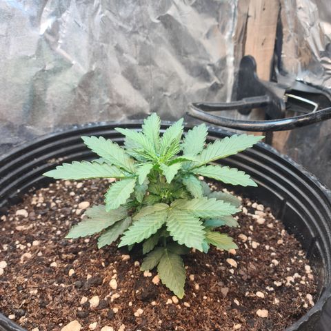 Auto Critical Orange Punch #2 growlog timeline photo