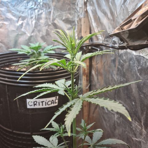 Auto Jack Herer growlog timeline photo