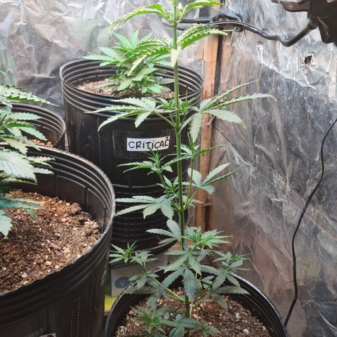Auto Jack Herer growlog timeline photo