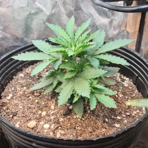 Auto Critical Orange Punch #2 growlog timeline photo