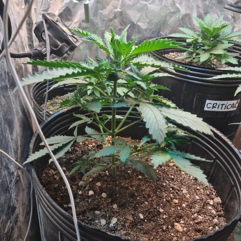 Auto Critical Orange Punch #3 growlog timeline photo