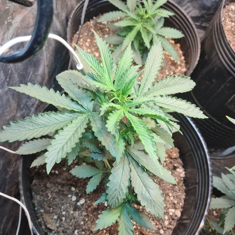 Auto Critical Orange Punch #3 growlog timeline photo