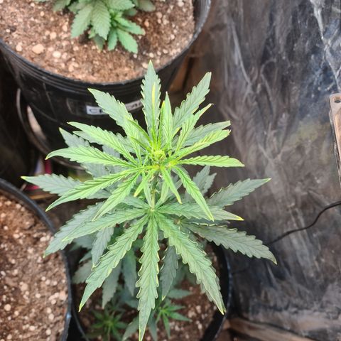 Auto Jack Herer growlog timeline photo