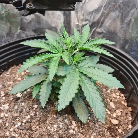 Auto Critical Orange Punch #1 growlog timeline photo