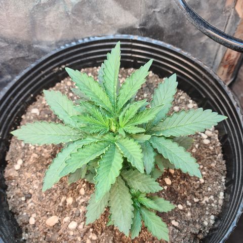 Auto Critical Orange Punch #2 growlog timeline photo
