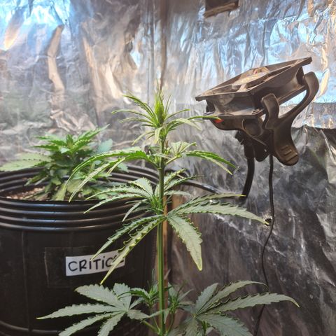 Auto Jack Herer growlog timeline photo