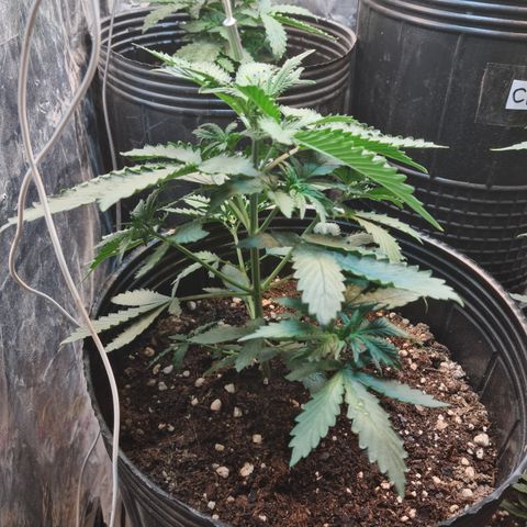 Auto Critical Orange Punch #3 growlog timeline photo