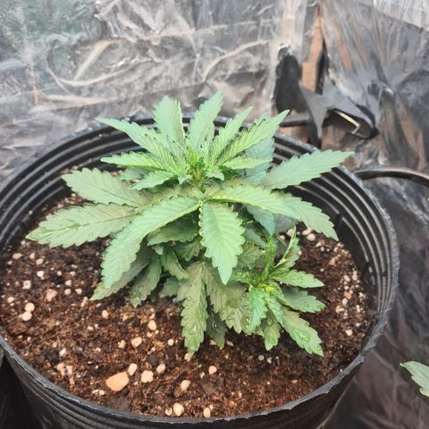 Auto Critical Orange Punch #2 growlog timeline photo