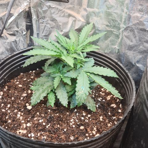 Auto Critical Orange Punch #1 growlog timeline photo
