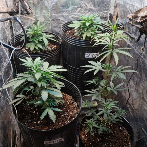 Auto Critical Orange Punch #1 growlog timeline photo