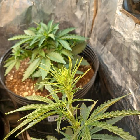 Auto Jack Herer growlog timeline photo