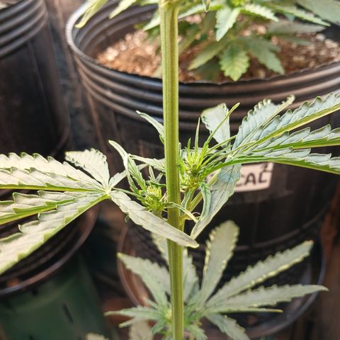 Auto Jack Herer growlog timeline photo