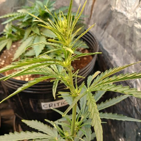 Auto Jack Herer growlog timeline photo