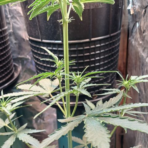 Auto Jack Herer growlog timeline photo