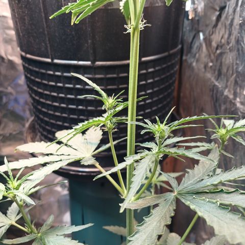 Auto Jack Herer growlog timeline photo