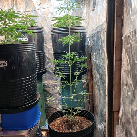Auto Jack Herer growlog timeline photo