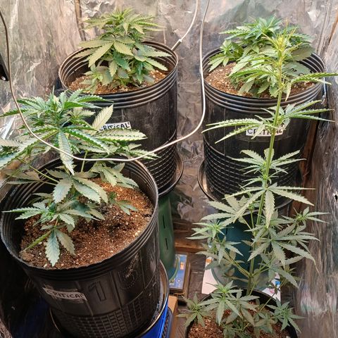 Auto Critical Orange Punch #1 growlog timeline photo