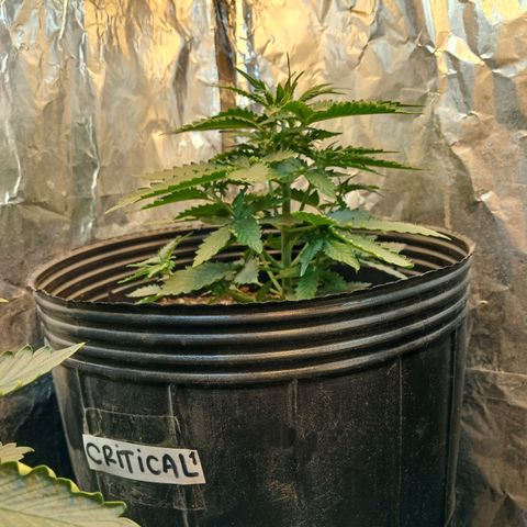 Auto Critical Orange Punch #1 growlog timeline photo