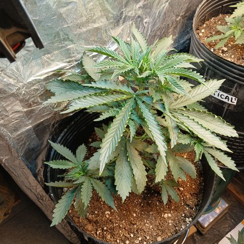 Auto Critical Orange Punch #3 growlog timeline photo
