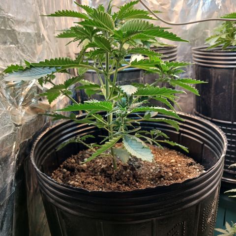 Auto Critical Orange Punch #3 growlog timeline photo