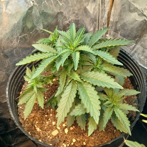 Auto Critical Orange Punch #2 growlog timeline photo